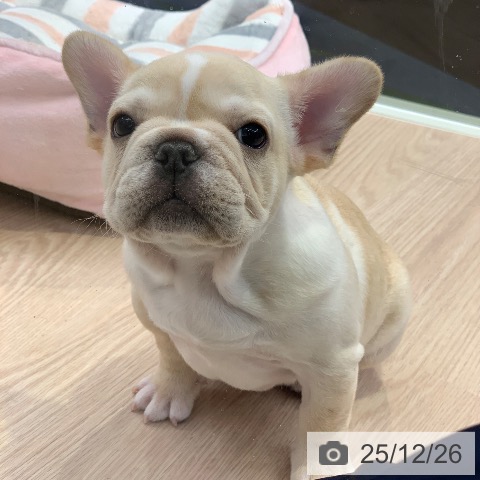 フレンチ・ブルドッグの写真