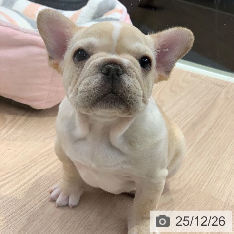 フレンチ・ブルドッグの写真