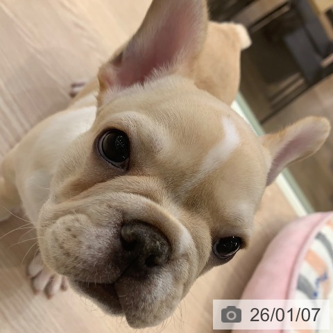 千葉県のフレンチブルドッグ (ペットプラス 幕張新都心店/2025年10月13日生まれ/男の子/クリームホワイト)の子犬の3枚目の画像