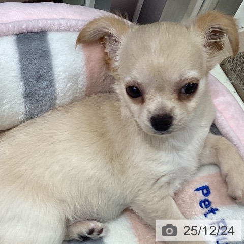 千葉県のチワワ(ロング) (ペットプラス 木更津店/2025年10月17日生まれ/女の子/クリームホワイト)の子犬の4枚目の画像