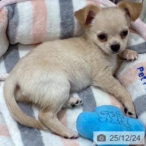千葉県のチワワ(ロング) (ペットプラス 木更津店/2025年10月17日生まれ/女の子/クリームホワイト)の子犬の3枚目の画像