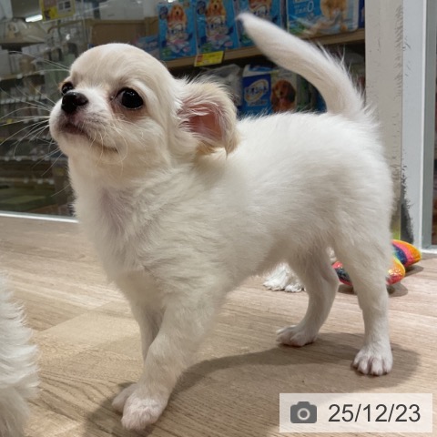 長野県のチワワ(ロング) (ペットプラス 長野店/2025年10月17日生まれ/女の子/ホワイトクリーム)の子犬の4枚目の画像