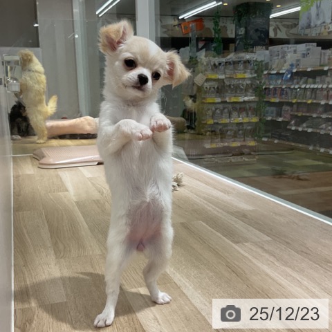 長野県のチワワ(ロング) (ペットプラス 長野店/2025年10月17日生まれ/女の子/ホワイトクリーム)の子犬の3枚目の画像