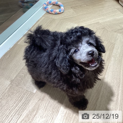 埼玉県のトイプードル(トイ) (ペットプラス イオンモール春日部店/2025年10月17日生まれ/男の子/シルバー)の子犬の4枚目の画像