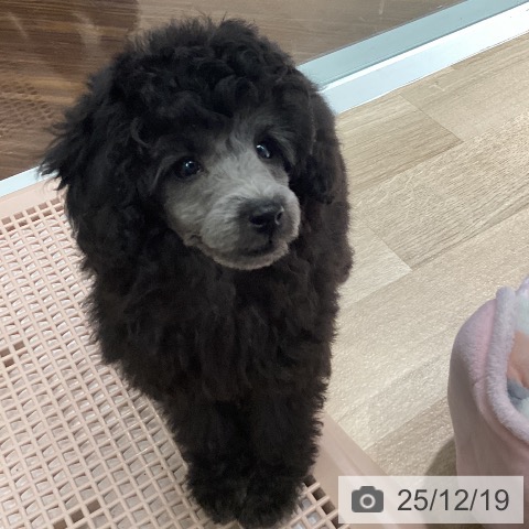 埼玉県のトイプードル(トイ) (ペットプラス イオンモール春日部店/2025年10月17日生まれ/男の子/シルバー)の子犬の3枚目の画像