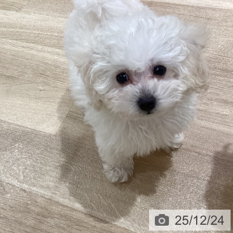 神奈川県のトイプードル(トイ) (ペットプラス ゆめが丘ソラトス店/2025年10月17日生まれ/女の子/ホワイト)の子犬の4枚目の画像