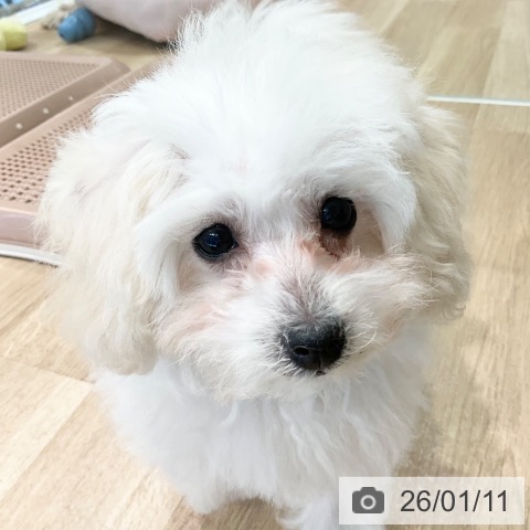 神奈川県のトイプードル(トイ) (ペットプラス ゆめが丘ソラトス店/2025年10月17日生まれ/女の子/ホワイト)の子犬の4枚目の画像