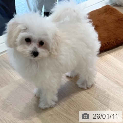 神奈川県のトイプードル(トイ) (ペットプラス ゆめが丘ソラトス店/2025年10月17日生まれ/女の子/ホワイト)の子犬の3枚目の画像