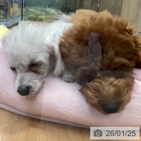 神奈川県のトイプードル(トイ) (ペッツワン 横須賀久里浜店/2025年10月17日生まれ/女の子/ホワイト)の子犬の4枚目の画像