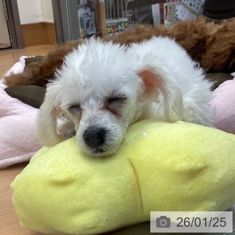 神奈川県のトイプードル(トイ) (ペッツワン 横須賀久里浜店/2025年10月17日生まれ/女の子/ホワイト)の子犬の3枚目の画像