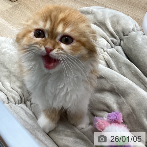 長野県のスコティッシュフォールド (ペットプラス 須坂店/2025年10月14日生まれ/女の子/レッドタビーホワイト)の子猫の4枚目の画像