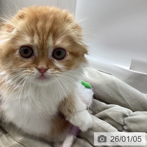 長野県のスコティッシュフォールド (ペットプラス 須坂店/2025年10月14日生まれ/女の子/レッドタビーホワイト)の子猫の3枚目の画像