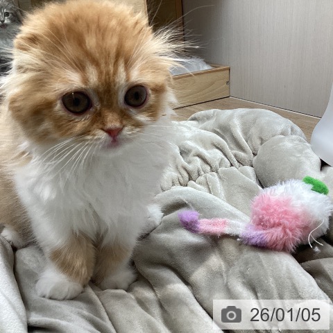 長野県のスコティッシュフォールド (ペットプラス 須坂店/2025年10月14日生まれ/女の子/レッドタビーホワイト)の子猫の3枚目の画像
