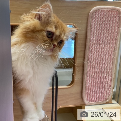 福島県のスコティッシュフォールド (ペットプラス イオンタウン郡山店/2025年10月14日生まれ/女の子/レッドタビーホワイト)の子猫の4枚目の画像