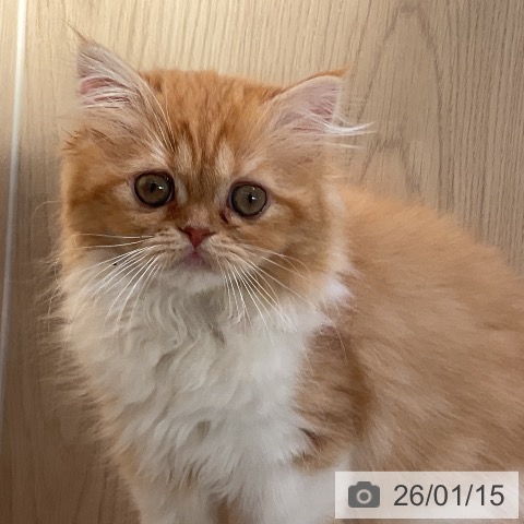 福島県のスコティッシュフォールド (ペットプラス イオンタウン郡山店/2025年10月14日生まれ/女の子/レッドタビーホワイト)の子猫の3枚目の画像