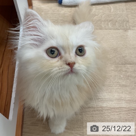 埼玉県のスコティッシュフォールド (ペットプラス ららぽーと富士見店/2025年10月14日生まれ/女の子/カメオタビーホワイト)の子猫の4枚目の画像