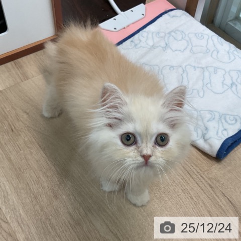 埼玉県のスコティッシュフォールド (ペットプラス ららぽーと富士見店/2025年10月14日生まれ/女の子/カメオタビーホワイト)の子猫の3枚目の画像