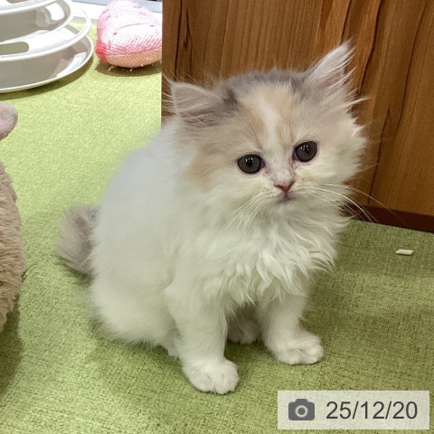 埼玉県のスコティッシュフォールド (ペットプラス 川口店/2025年10月14日生まれ/女の子/ブルーパッチドタビーホワイト)の子猫の3枚目の画像