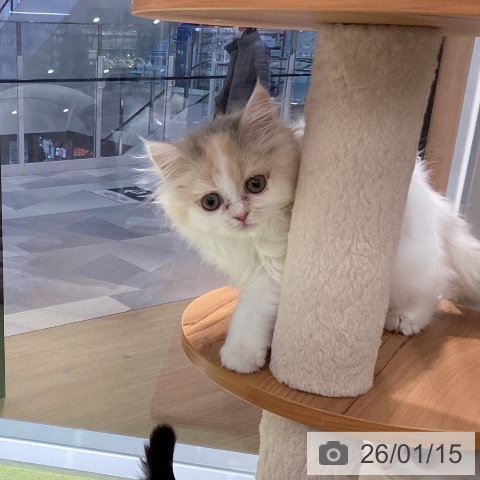 スコティッシュフォールドの写真