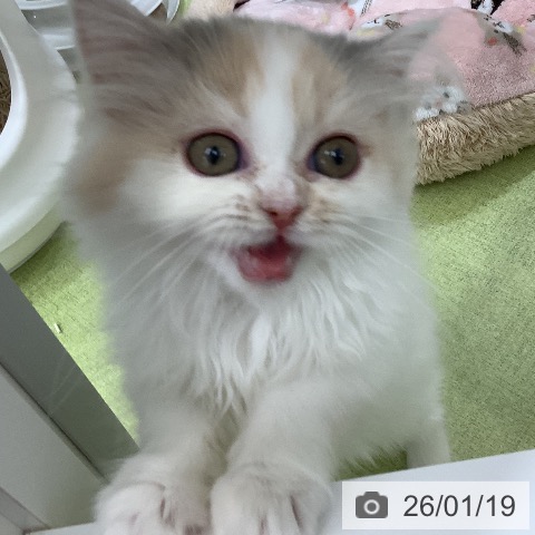 スコティッシュフォールドの写真