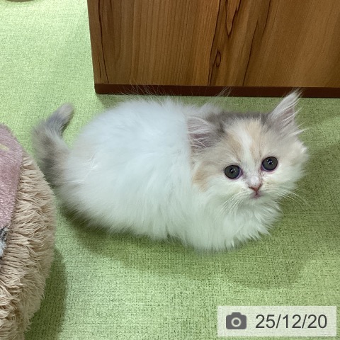 埼玉県のスコティッシュフォールド (ペットプラス 川口店/2025年10月14日生まれ/女の子/ブルーパッチドタビーホワイト)の子猫の3枚目の画像