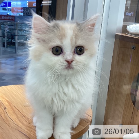 スコティッシュフォールドの写真