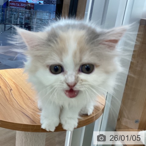 埼玉県のスコティッシュフォールド (ペットプラス 川口店/2025年10月14日生まれ/女の子/ブルーパッチドタビーホワイト)の子猫の4枚目の画像