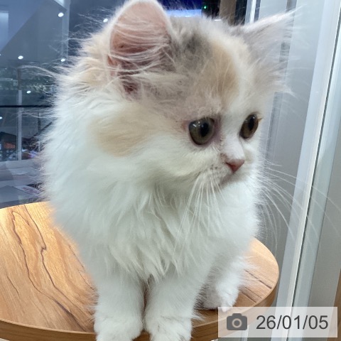 埼玉県のスコティッシュフォールド (ペットプラス 川口店/2025年10月14日生まれ/女の子/ブルーパッチドタビーホワイト)の子猫の3枚目の画像