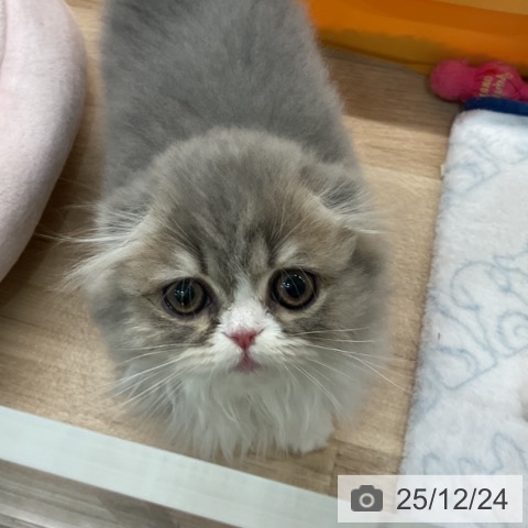 埼玉県のスコティッシュフォールド (ペットプラス ららぽーと富士見店/2025年10月1日生まれ/女の子/ブルーホワイト)の子猫の4枚目の画像