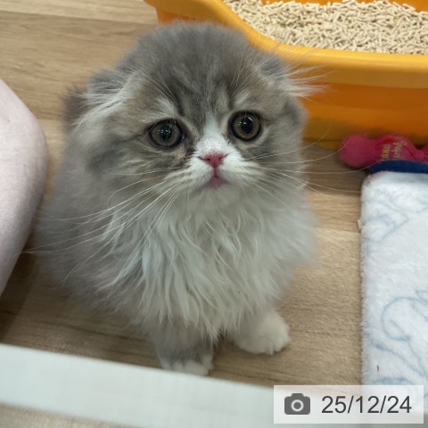 埼玉県のスコティッシュフォールド (ペットプラス ららぽーと富士見店/2025年10月1日生まれ/女の子/ブルーホワイト)の子猫の3枚目の画像