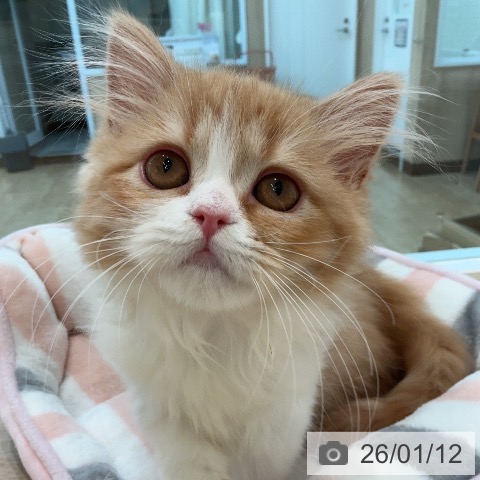 宮城県のスコティッシュフォールド (ペットプラス 仙台泉大沢店/2025年10月15日生まれ/女の子/レッドタビーホワイト)の子猫の4枚目の画像