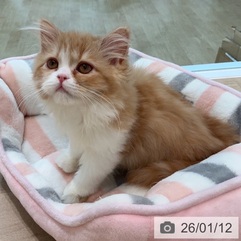 宮城県のスコティッシュフォールド (ペットプラス 仙台泉大沢店/2025年10月15日生まれ/女の子/レッドタビーホワイト)の子猫の3枚目の画像