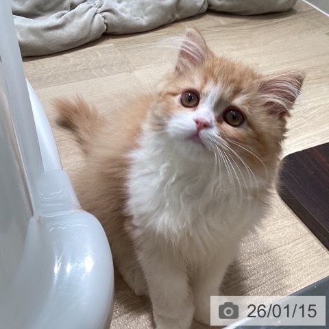 宮城県のスコティッシュフォールド (ペットプラス 仙台泉大沢店/2025年10月15日生まれ/女の子/レッドタビーホワイト)の子猫の4枚目の画像