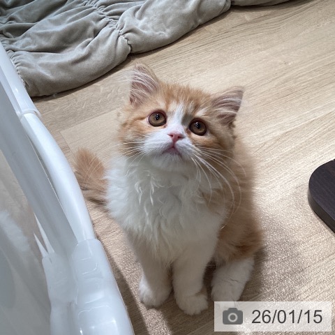 宮城県のスコティッシュフォールド (ペットプラス 仙台泉大沢店/2025年10月15日生まれ/女の子/レッドタビーホワイト)の子猫の3枚目の画像