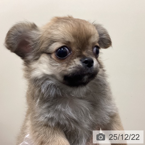 埼玉県のチワワ(ロング) (ペットプラス ピオニウォーク東松山店/2025年10月5日生まれ/男の子/フォーンホワイト)の子犬の4枚目の画像