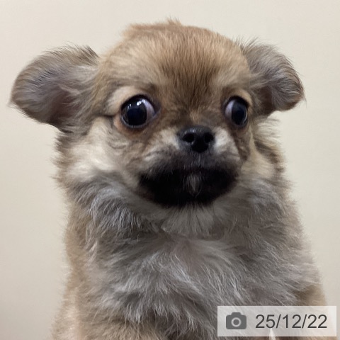 埼玉県のチワワ(ロング) (ペットプラス ピオニウォーク東松山店/2025年10月5日生まれ/男の子/フォーンホワイト)の子犬の3枚目の画像