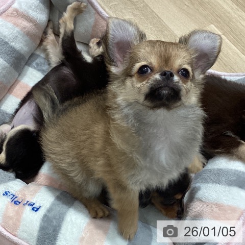 埼玉県のチワワ(ロング) (ペットプラス ピオニウォーク東松山店/2025年10月5日生まれ/男の子/フォーンホワイト)の子犬の4枚目の画像