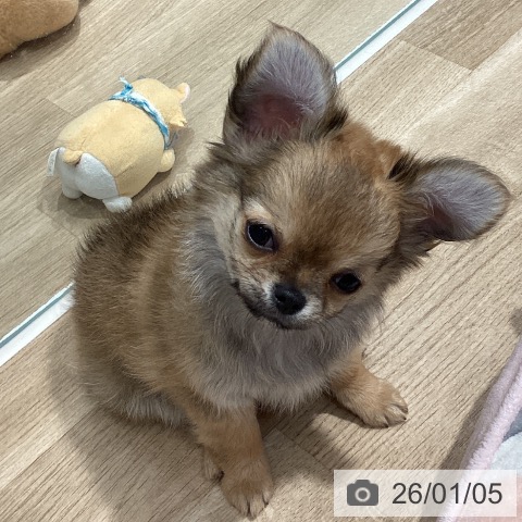 埼玉県のチワワ(ロング) (ペットプラス ピオニウォーク東松山店/2025年10月5日生まれ/男の子/フォーンホワイト)の子犬の3枚目の画像