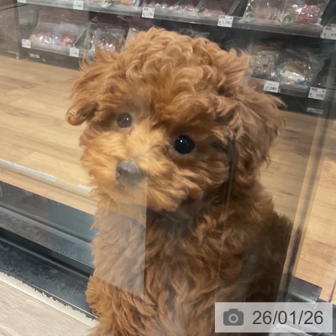 トイ・プードルの写真