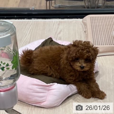 トイ・プードルの写真