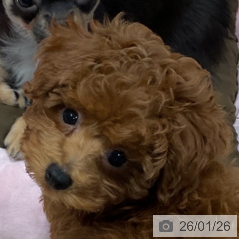 埼玉県のトイプードル(トイ) (ペッツワン 新座店/2025年10月19日生まれ/男の子/レッド)の子犬の3枚目の画像