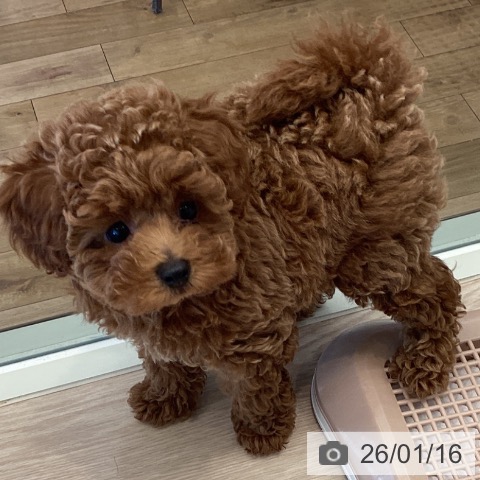 千葉県のトイプードル(トイ) (ペットプラス 幕張新都心店/2025年10月19日生まれ/女の子/レッド)の子犬の3枚目の画像