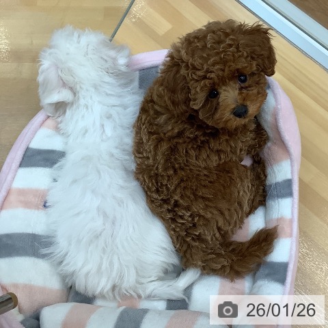 千葉県のトイプードル(トイ) (ペットプラス 八千代緑が丘店/2025年10月19日生まれ/女の子/レッド)の子犬の4枚目の画像