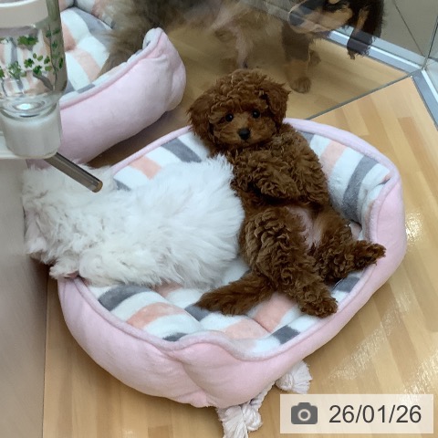 千葉県のトイプードル(トイ) (ペットプラス 八千代緑が丘店/2025年10月19日生まれ/女の子/レッド)の子犬の3枚目の画像