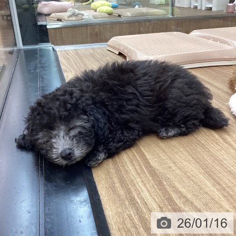 東京都のトイプードル(トイ) (ペッツワン 青梅インター店/2025年10月19日生まれ/女の子/シルバー)の子犬の4枚目の画像