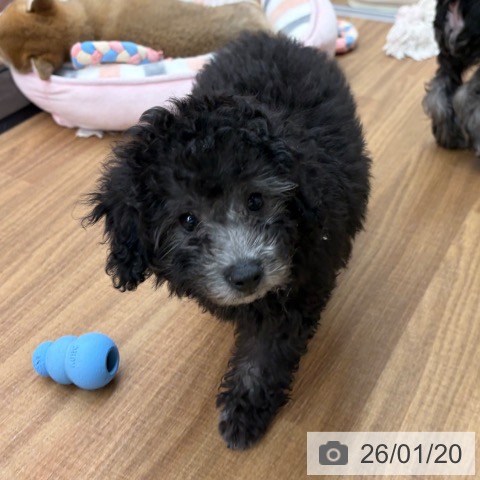 東京都のトイプードル(トイ) (ペッツワン 青梅インター店/2025年10月19日生まれ/女の子/シルバー)の子犬の4枚目の画像