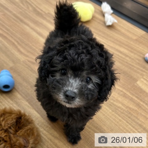 東京都のトイプードル(トイ) (ペッツワン 青梅インター店/2025年10月19日生まれ/女の子/シルバー)の子犬の3枚目の画像