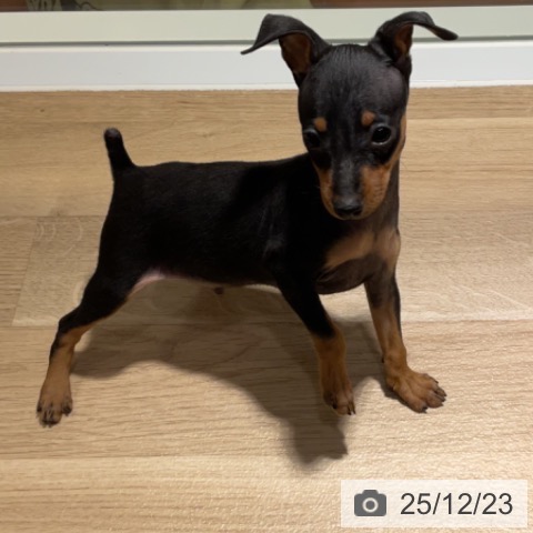 神奈川県のミニチュアピンシャー (ペットプラス 湘南平塚店/2025年10月17日生まれ/男の子/ブラックタン)の子犬の4枚目の画像