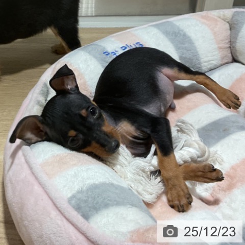 神奈川県のミニチュアピンシャー (ペットプラス 湘南平塚店/2025年10月17日生まれ/男の子/ブラックタン)の子犬の3枚目の画像