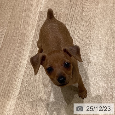 長野県のミニチュアピンシャー (ペットプラス 須坂店/2025年10月17日生まれ/男の子/レッド)の子犬の4枚目の画像